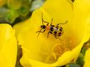 A picture of a potato beetle on a cut flower