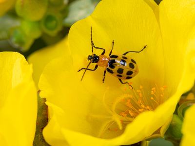 A picture of a potato beetle on a cut flower