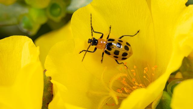 A picture of a potato beetle on a cut flower
