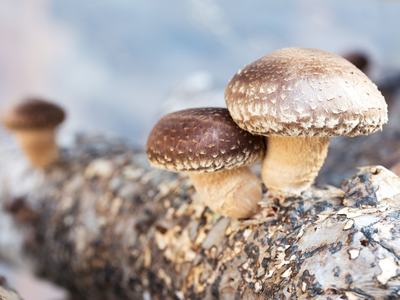 Shiitake Mushrooms growing on a log