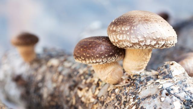 Shiitake Mushrooms growing on a log