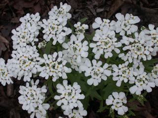 Iberis odorata 'White Pinnacle'