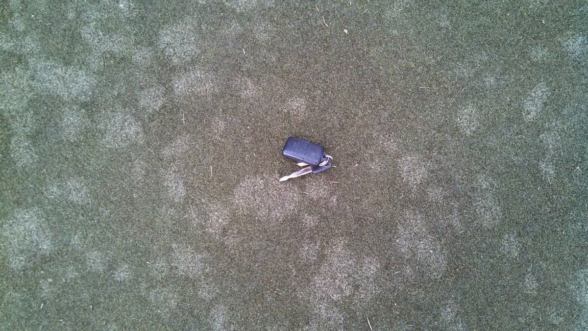 Cream leaf blight symptoms on putting green