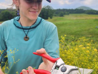Woman in hat cutting yellow flowers in a research field