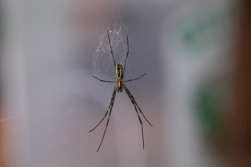 immature joro spider female