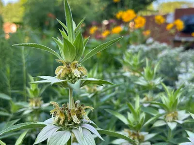 community garden plant