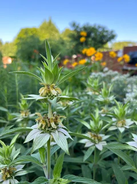 community garden plant