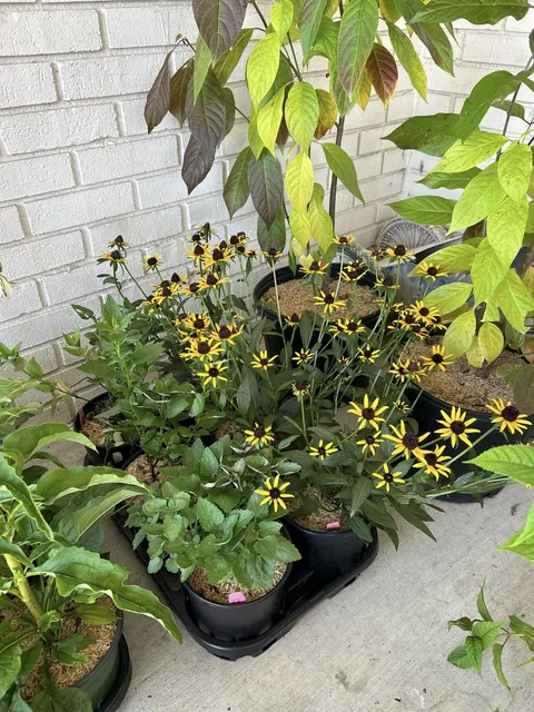 plants out for native plants sale