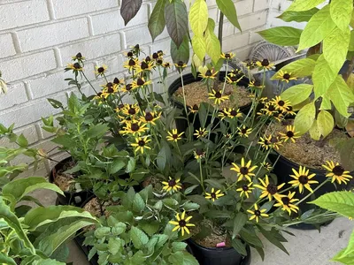 plants out for native plants sale