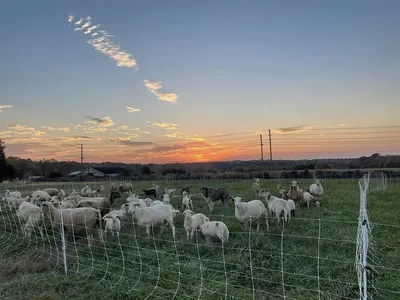 Sheep in field