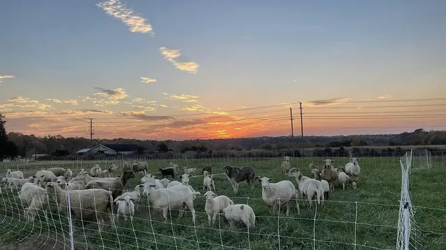 Sheep in field