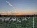 Sheep in field