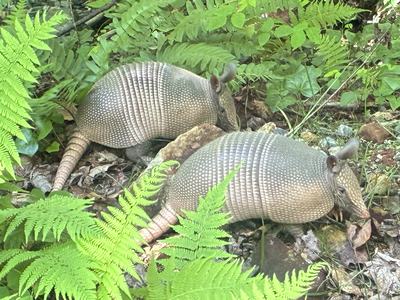 a pari of nine-banded armadillos