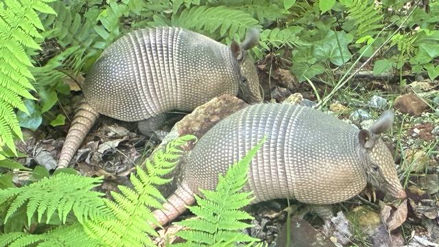 a pari of nine-banded armadillos