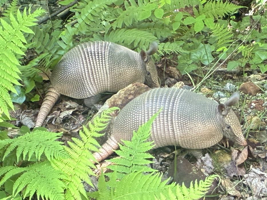 a pari of nine-banded armadillos