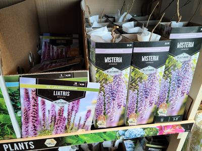 boxes of invasive wisteria for sale at local store