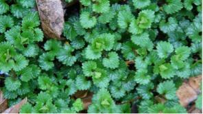 Picture of Ground Ivy