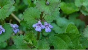 Ground Ivy in the landscape