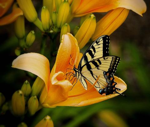 flower with butterfly