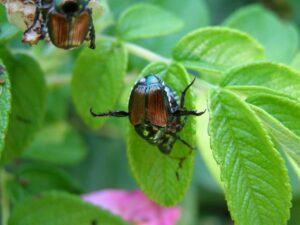 Japanese beetle