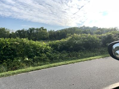 Japanese knotweed on roadside