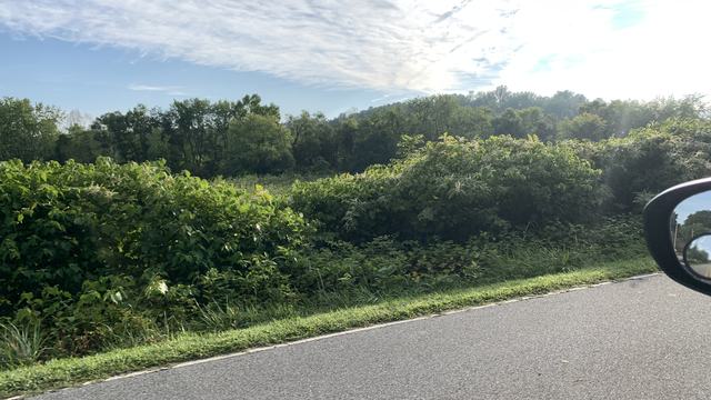 Japanese knotweed on roadside