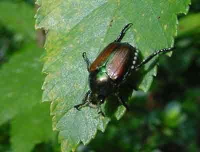 Japanese beetle