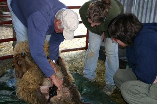 Man shearing a sheep with electric clippers while two people observe in a barn