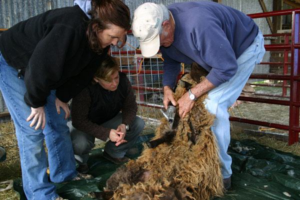 Older man shearing a woolly sheep while two people crouch and watch in a pen