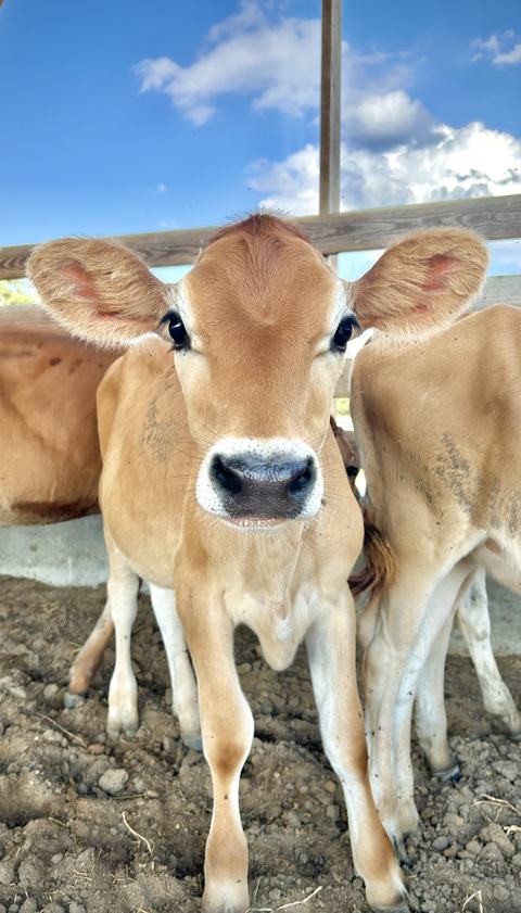 Curious light-brown calf peers at the camera in a sunny pen, flanked by two siblings beneath a wooden beam and bright blue sky.