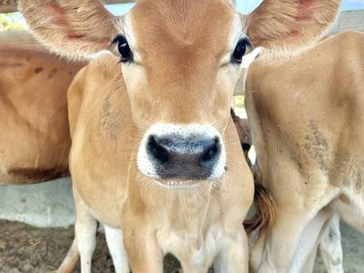 Curious light-brown calf peers at the camera in a sunny pen, flanked by two siblings beneath a wooden beam and bright blue sky.