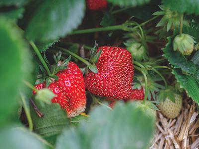 strawberries growing on straw