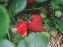 strawberries growing on straw