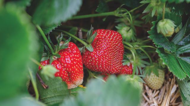 strawberries growing on straw