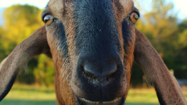 A close up of a brown goat.