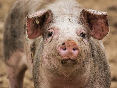 pig