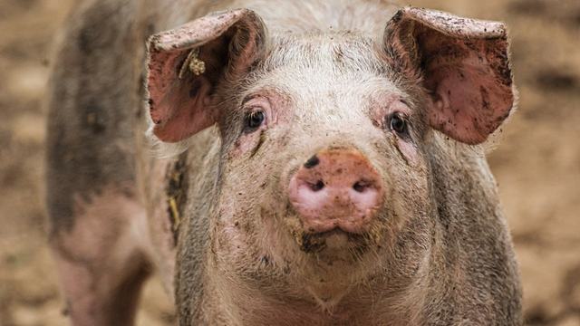 pig