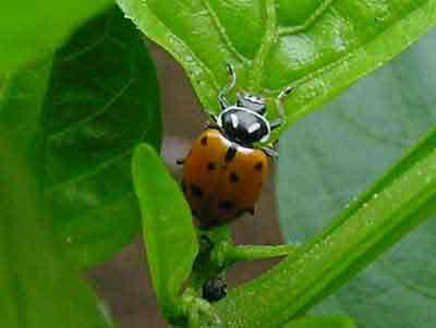 Convergent lady beetle (Hippodamia convergens) on pepper