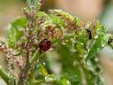 Lady beetles and aphids on tomato plants