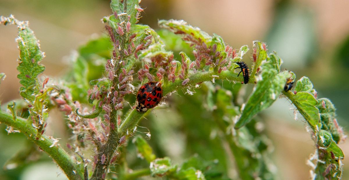 Lady beetles and aphids on tomato plants