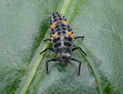 Predaceous lady beetle larva