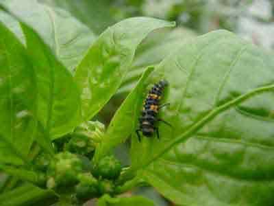 Predaceous lady beetle larvaon pepper 