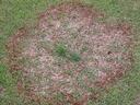 Circular patch of brown dead grass surrounded by green turf, typical of large patch disease