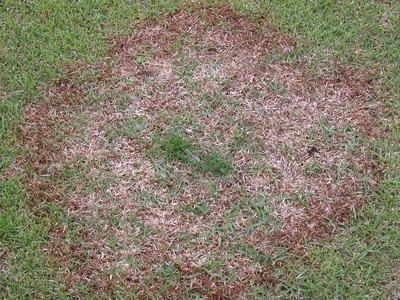 Circular patch of brown dead grass surrounded by green turf, typical of large patch disease
