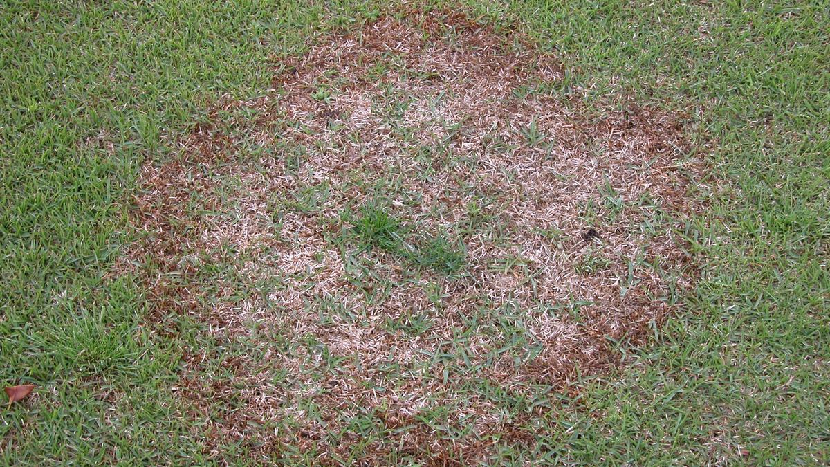 Dead Turf Spring Lawn Care Tips: Weed Control, Fertilization & Pest Management ...