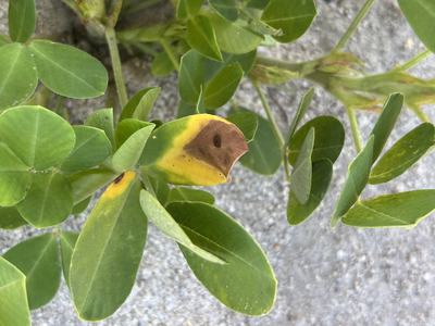 Leaf Scortch