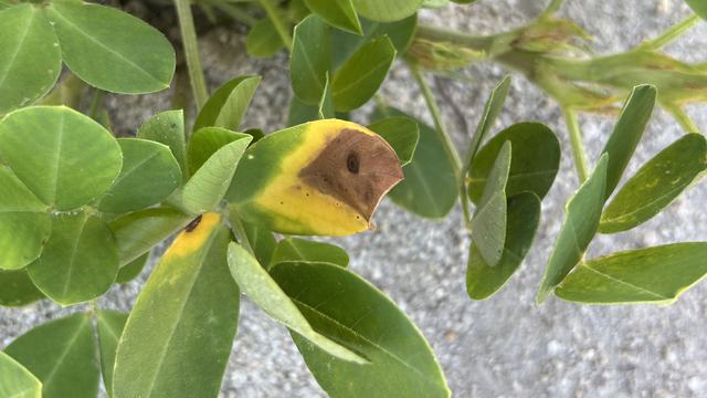 Leaf Scortch