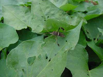 Leaf-footed Bug