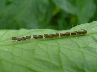 close-up of leaf-footed bug eggs