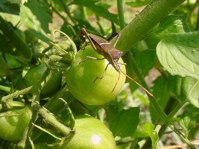 leaf-footed bug on tomato